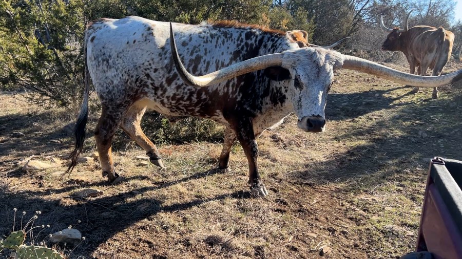  Longhorn rancher, camp director worried proposed rock crusher could pollute water supply 