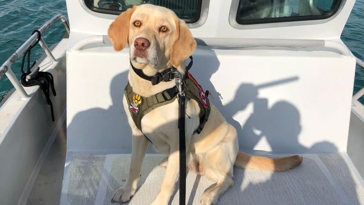  'Loyal companion': Florida K-9 dies after being involved in crash during police chase in Miami 