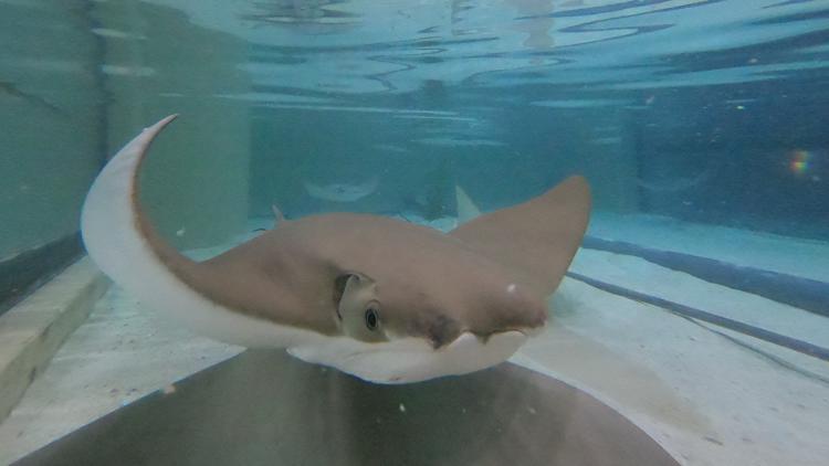  Florida Aquarium's early detection of rare cancer allows stingray to remain stable and thrive 