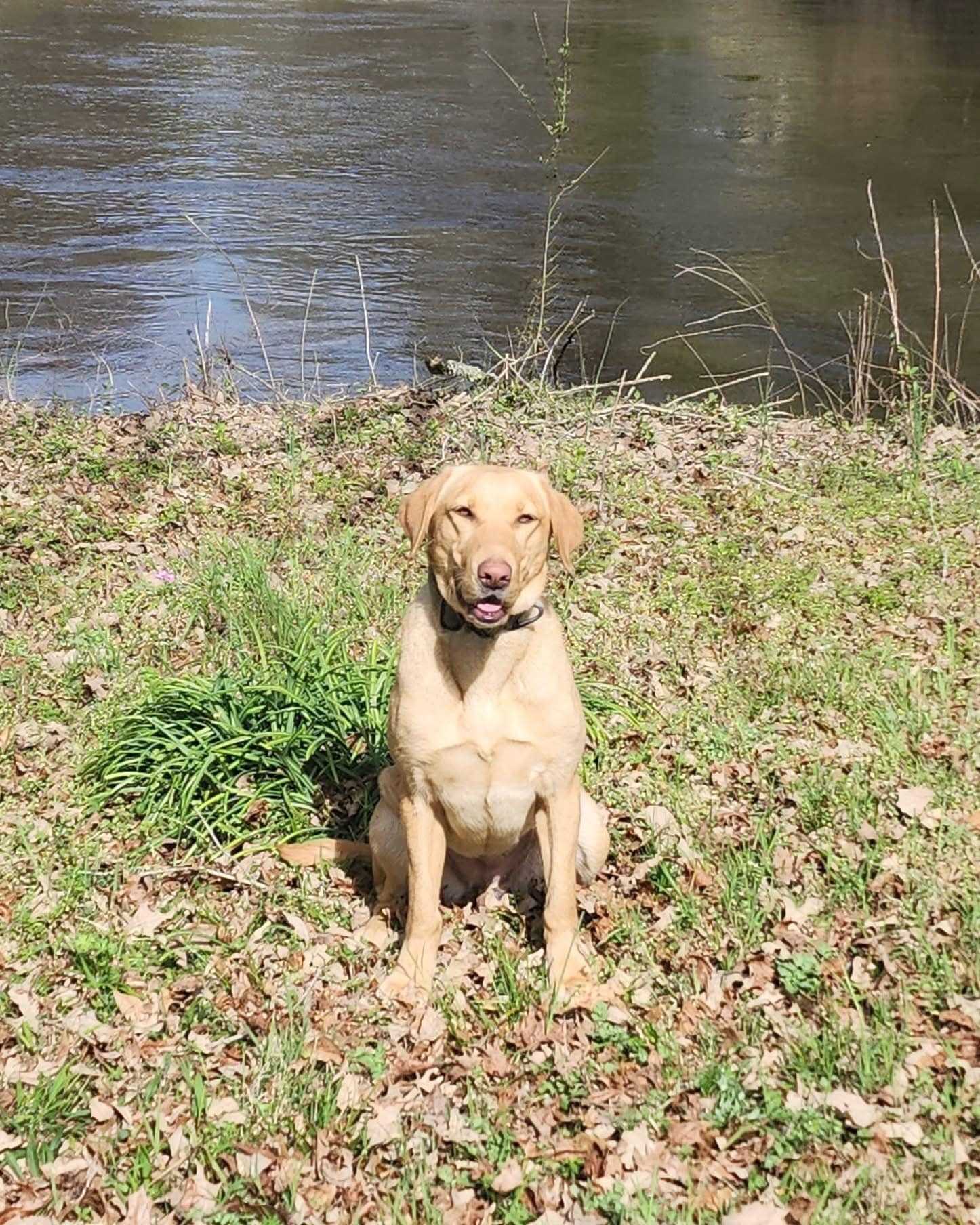  K-9 credited for finding missing child in South Carolina  