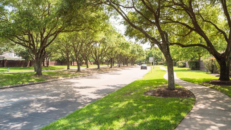  City of Coeur d'Alene offering to plant free street trees as part of 'Re-Leaf' program 