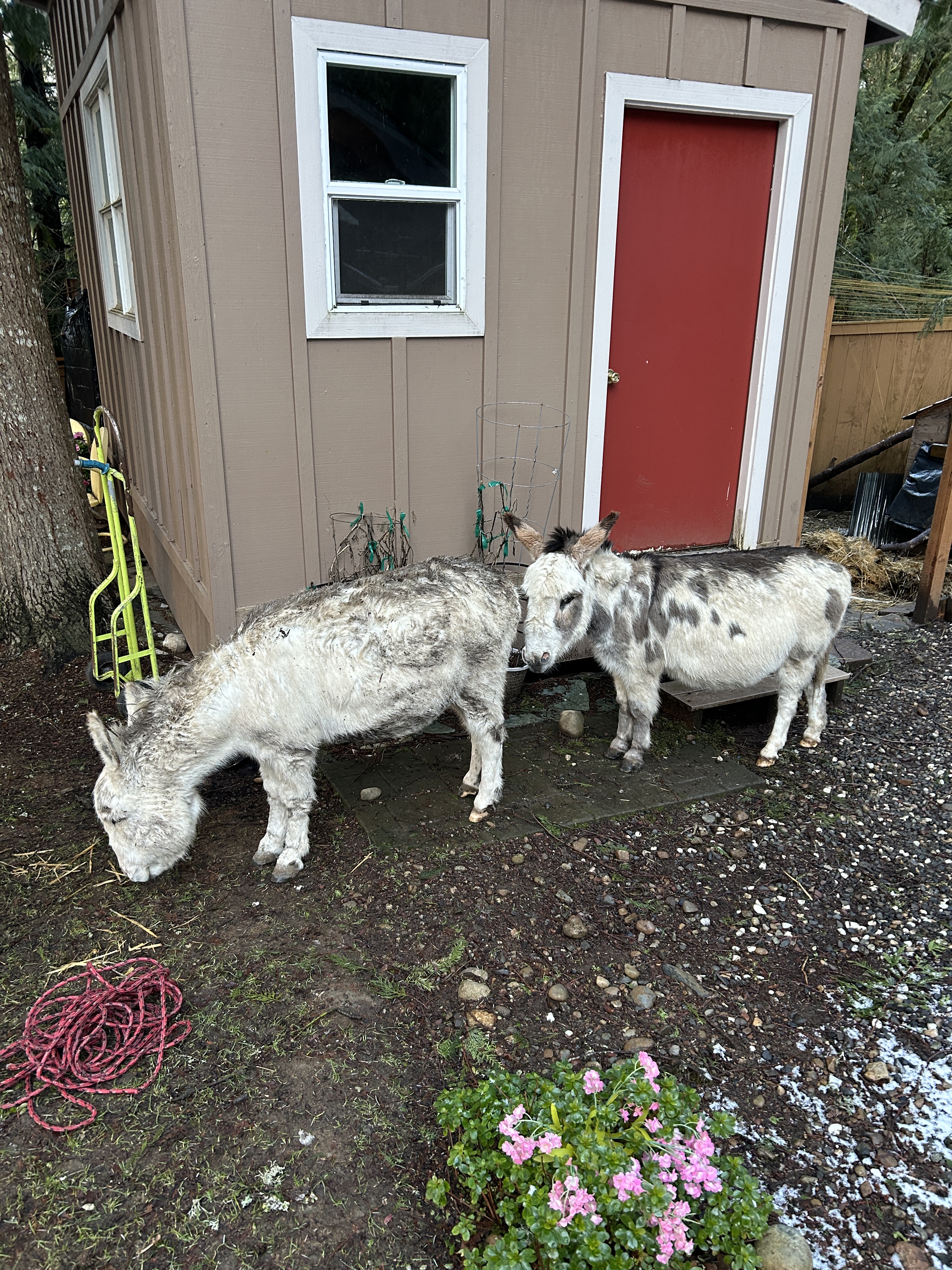  Bellevue Police find stolen donkeys Juan and Julio alive in Fall City – Bellevue Beat Blog 