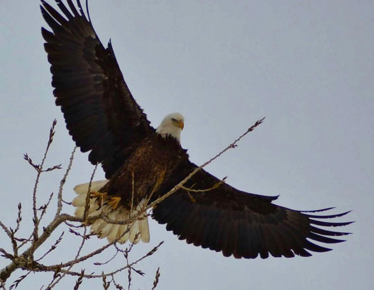  Where to see bald eagles — now, officially our nation’s bird — in Colorado   