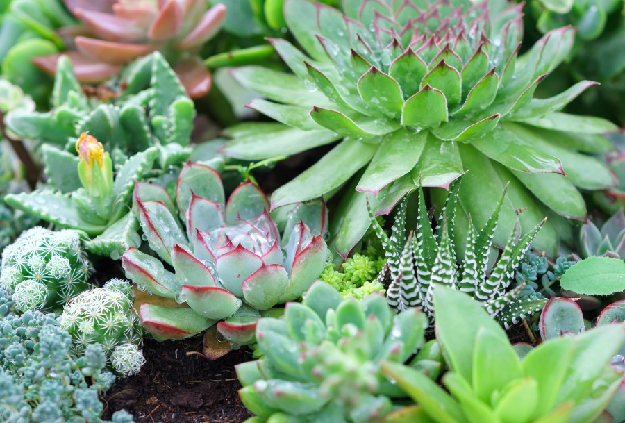   
																San Diego Cactus & Succulent Society to show exotics at Balboa Park 
															 