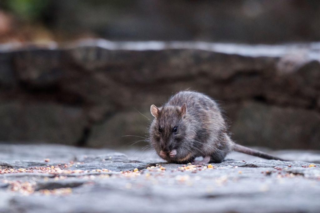  Rats! Global Study Finds Rodent Boom Linked to Climate Change in NYC and Beyond 