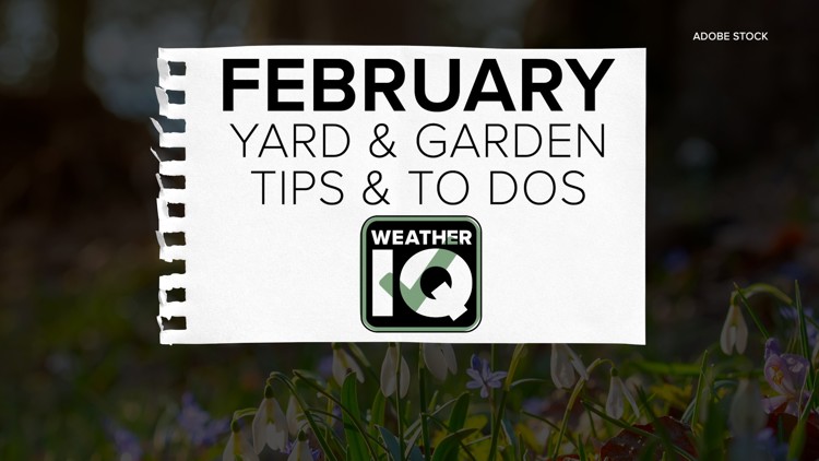  Optimize your February with these essential garden and lawn tips 