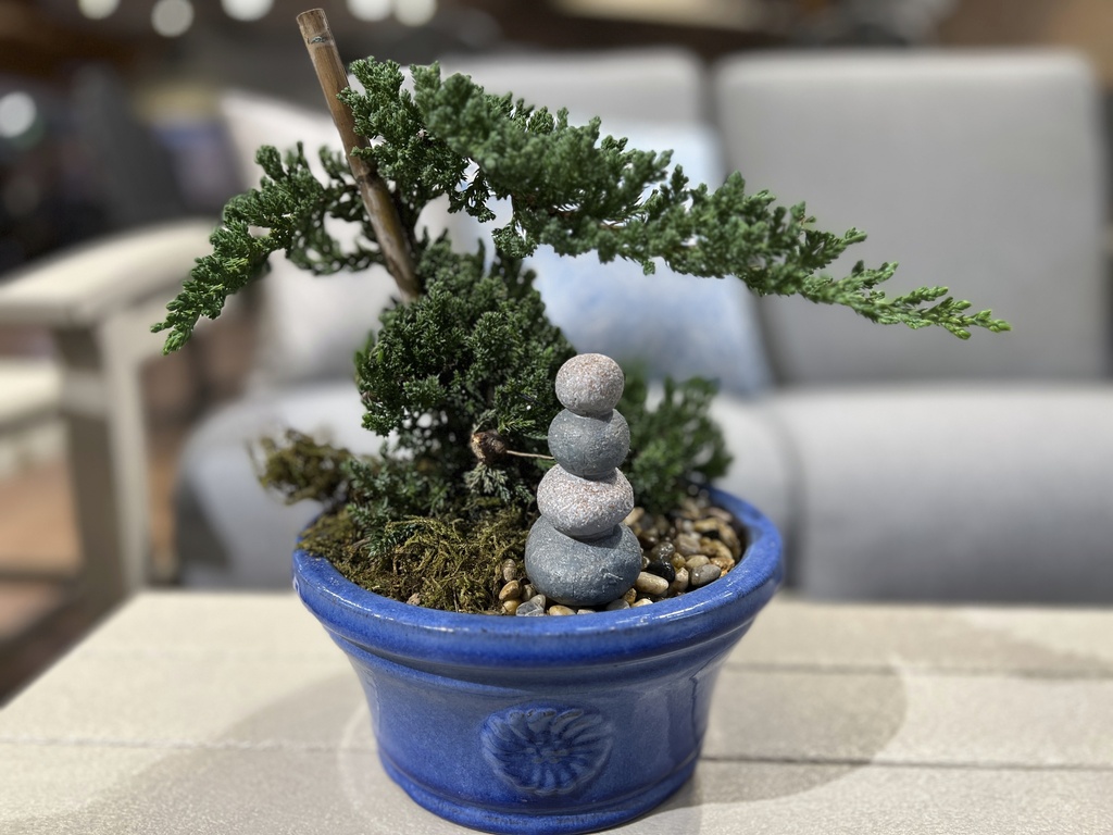  Be patient and don’t be intimidated by growing a bonsai 