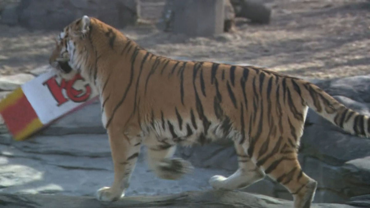   
																Tiger in Iowa predicts Kansas City Chiefs will win the Super Bowl 
															 