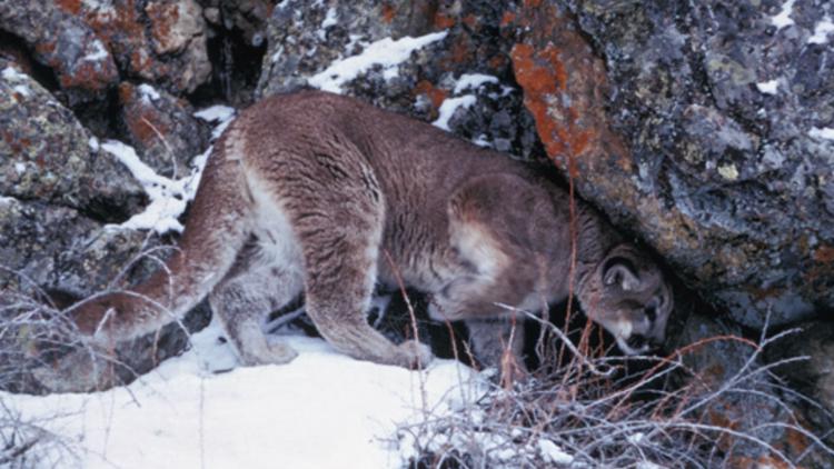  Mountain lion euthanized after killing goats in Pocatello, officials say 