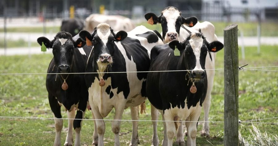  Second type of bird flu found in US dairy cows 