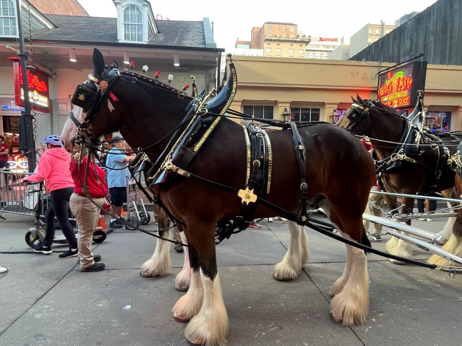  Famous Budweiser Clydesdales make beer deliveries on Bourbon Street 