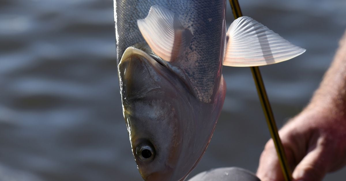  What's in a name? Illinois hopes to make invasive carp fish more palatable 