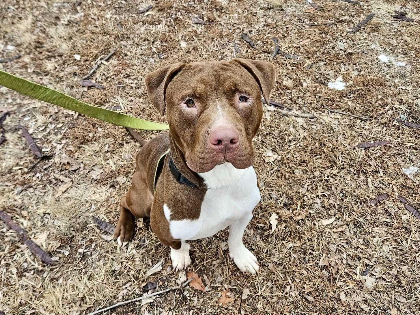  Treats, cuddles and drool: Meet Splinter, the Nebraska Humane Society's pet of the week 