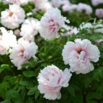  Peony: Watters Plant of the Week 