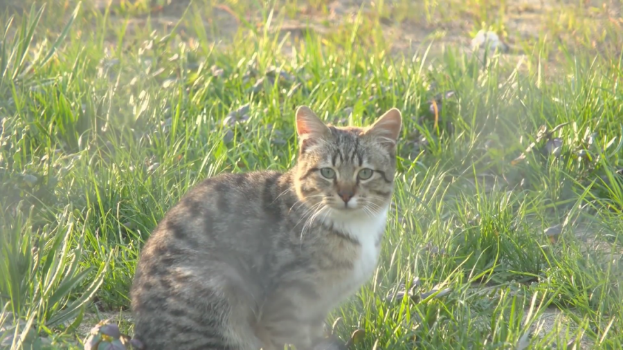  How did Reedley city officials know bats infected with rabies came in contact with feral cats? 