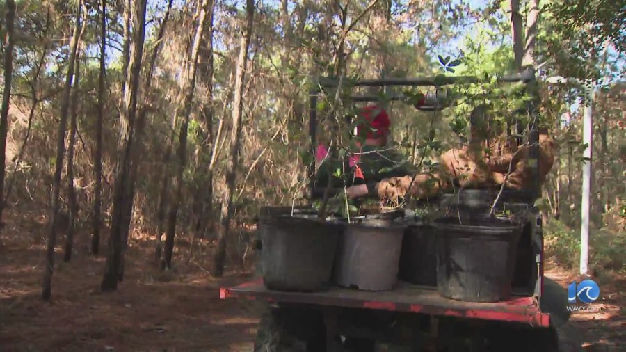  Trees are on the move as Virginia Beach site turns from woods to wetlands 