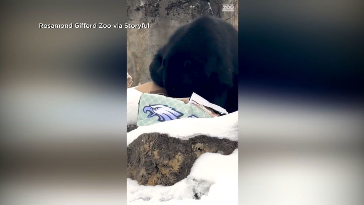  Bear at a New York zoo predicts the Philadelphia Eagles winning the Super Bowl 