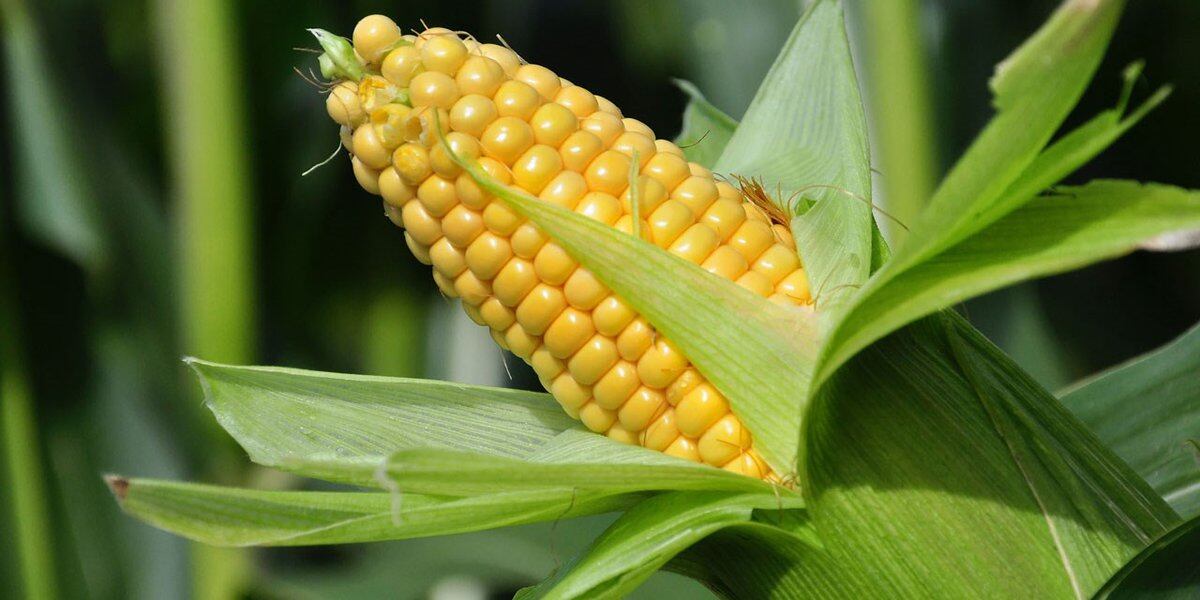  Illinois farm donates more than 7,000 pounds of corn to River Bend Food Bank 