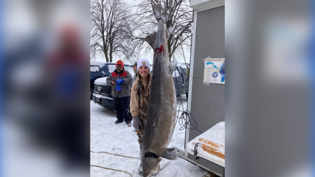  Massive sturgeon caught as spearing season opens on Winnebago 