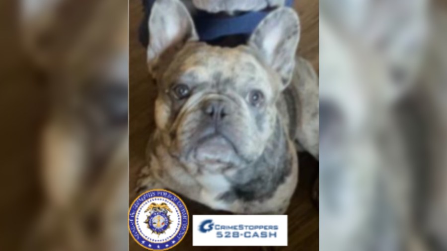  MPD: French bulldog stolen from front yard 