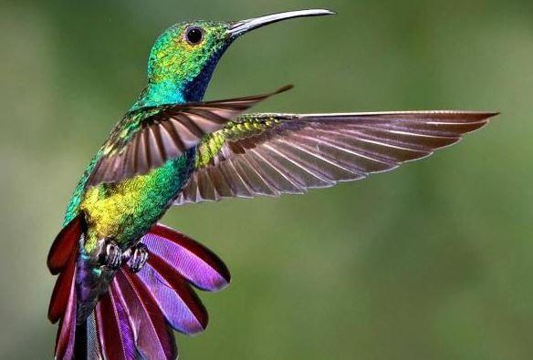  Local chapter of Illinois Audubon Society to host Hummingbird Festival 