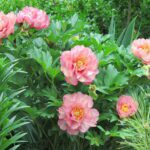  Itoh Peonies Make Gardens the Envy of the Neighborhood 