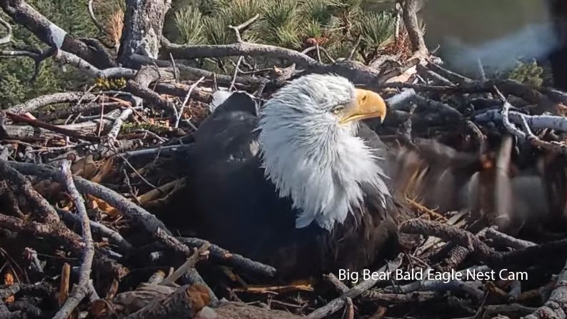  You might be surprised by when the bald eagle became our national bird 