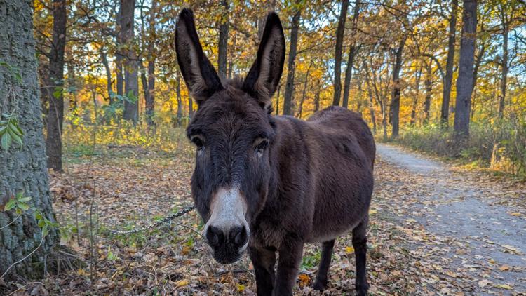  Escaped mules killed in accident months after delivering Helene disaster aid in western NC 