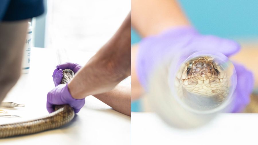  Photos: Cobra slithers into tube for surgery, examination 