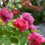  How to Grow Peony 