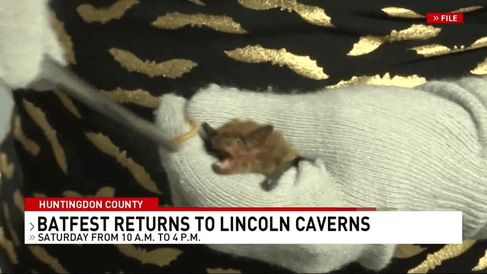   
																Lincoln Caverns' annual 'Bat Fest' aims to educate visitors on the species 
															 