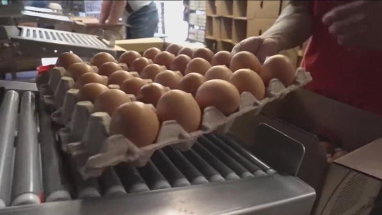  Bird flu drives customers to local farm amid soaring egg prices 