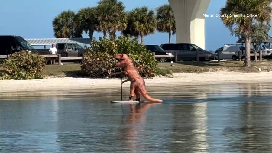  VIDEO: 'T. rex' paddleboards on Florida waters 