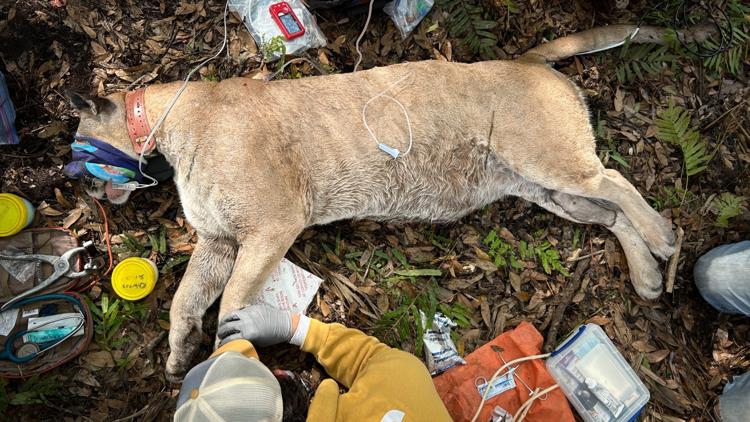  Record-setting Florida panther captured by FWC at Babcock Ranch 