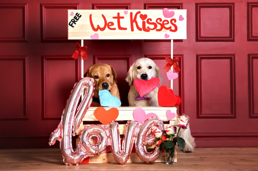  Pups to give 'tons of smooches' at kissing booth in Hanford 