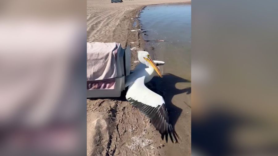  Injured pelican found in Santa Fe brought back to health, released into the wild 