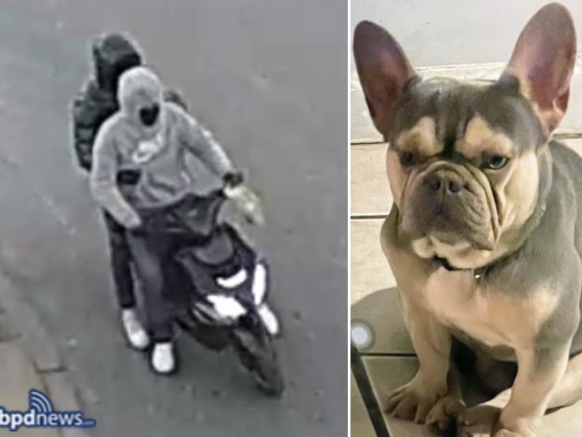  French bulldog reunited with Dorchester family, search for alleged thieves ongoing, police say 