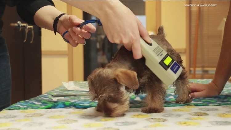  'Save This Life' pet microchip company shuts down; how to know if your pet is still protected 