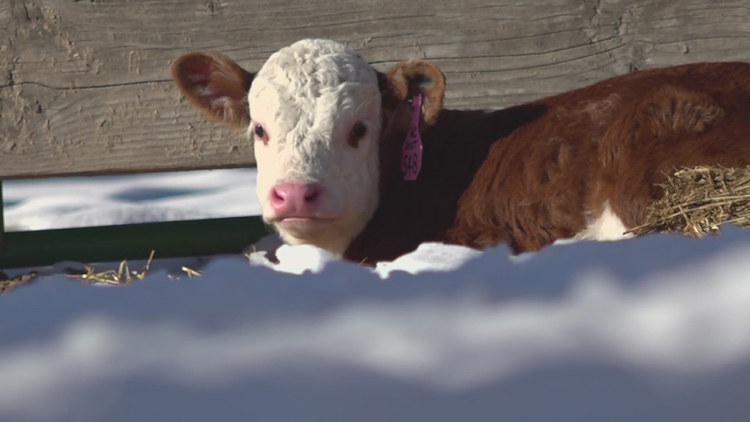  Bitter cold posing challenges for local farms amid calving season 