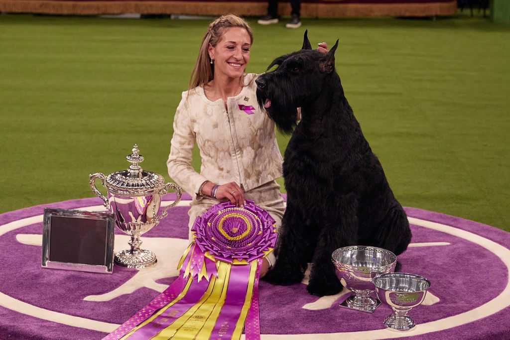  A giant schnauzer named Monty has won the top prize at the Westminster Kennel Club 