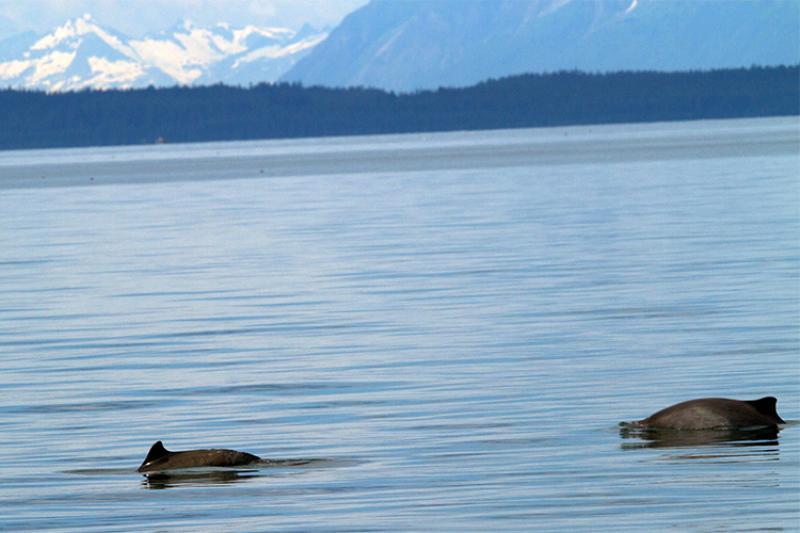   
																Harbor Porpoises in Southeast Alaska consist of at least two populations 
															 