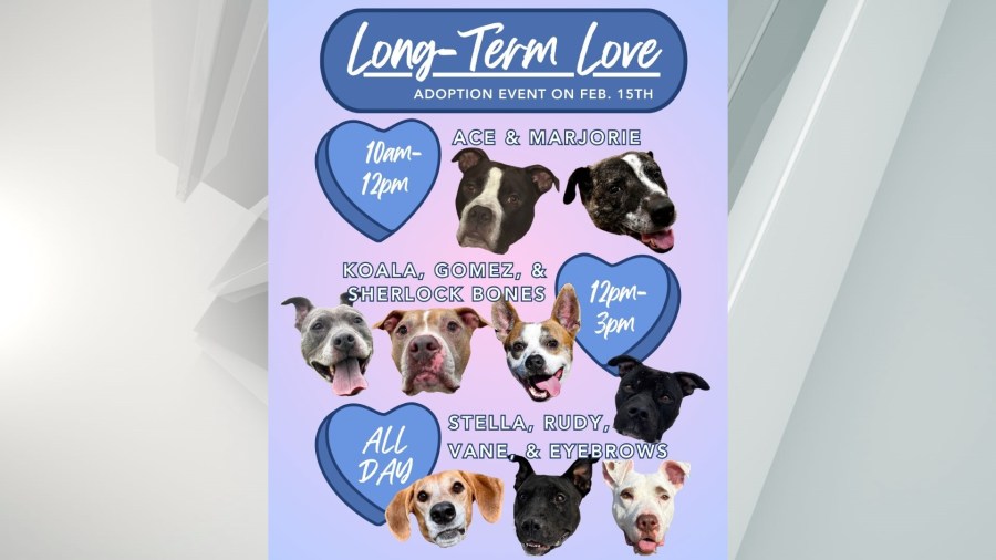  York County SPCA announces Valentine's Day event 