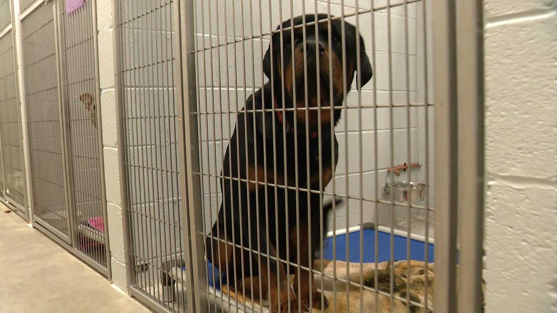  BARCS refuses intakes, seeks people to foster animals amid canine flu 