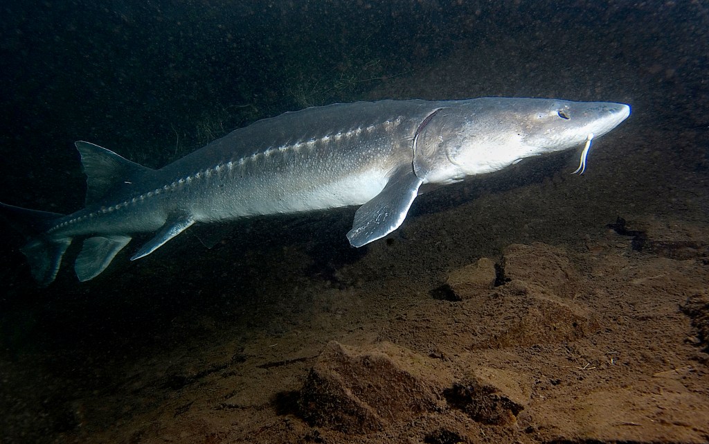  Fighting the political currents, local groups sue the Trump administration to protect the white sturgeon 