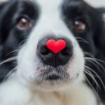  Pima Animal Care Offers True Love this Valentine’s Day 