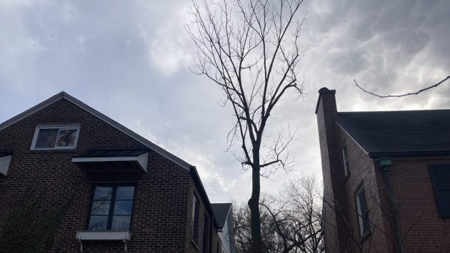  Tree-mendous issue? 