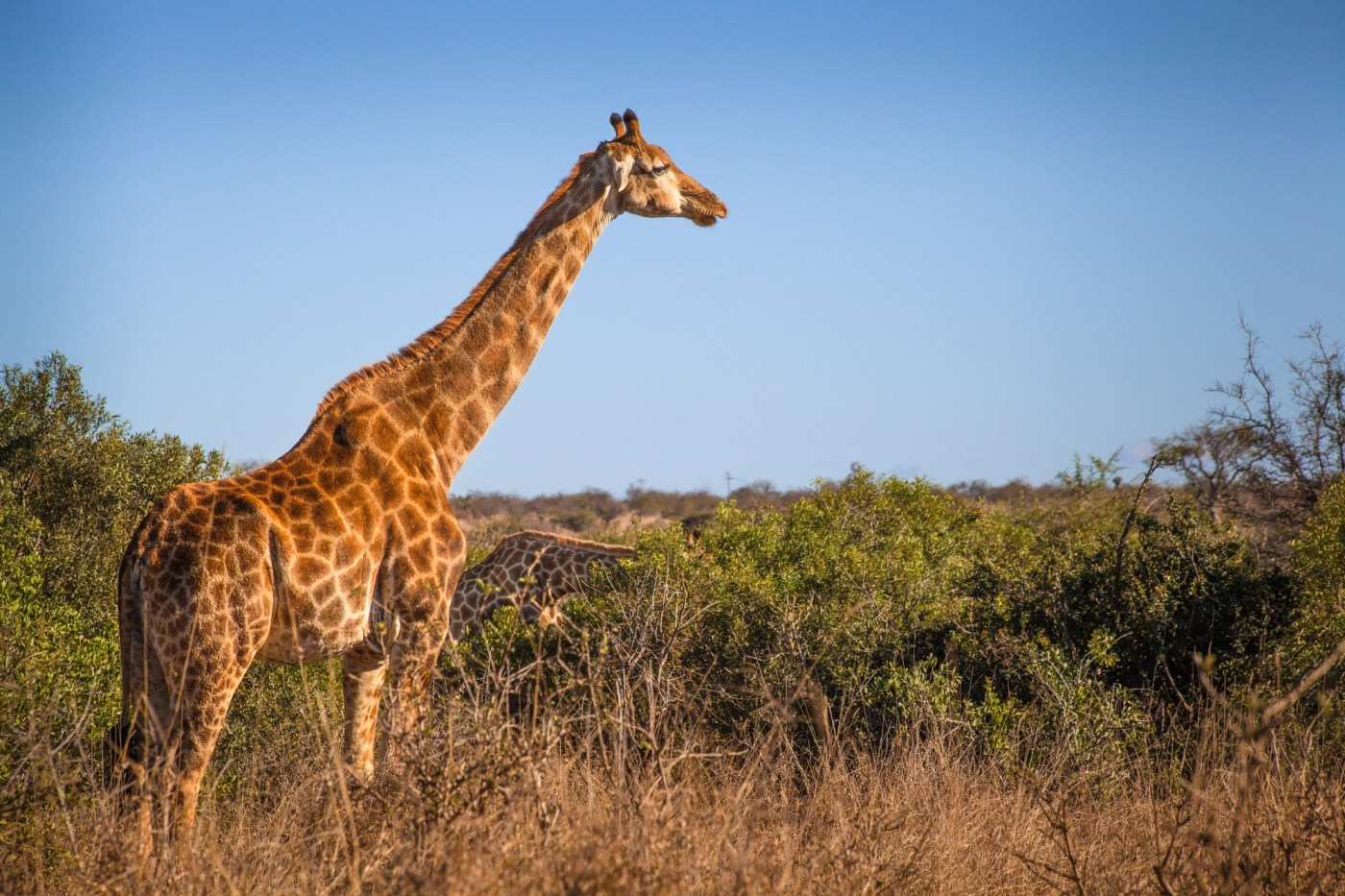  Heading out on a South African safari, then looking for wine and penguins 