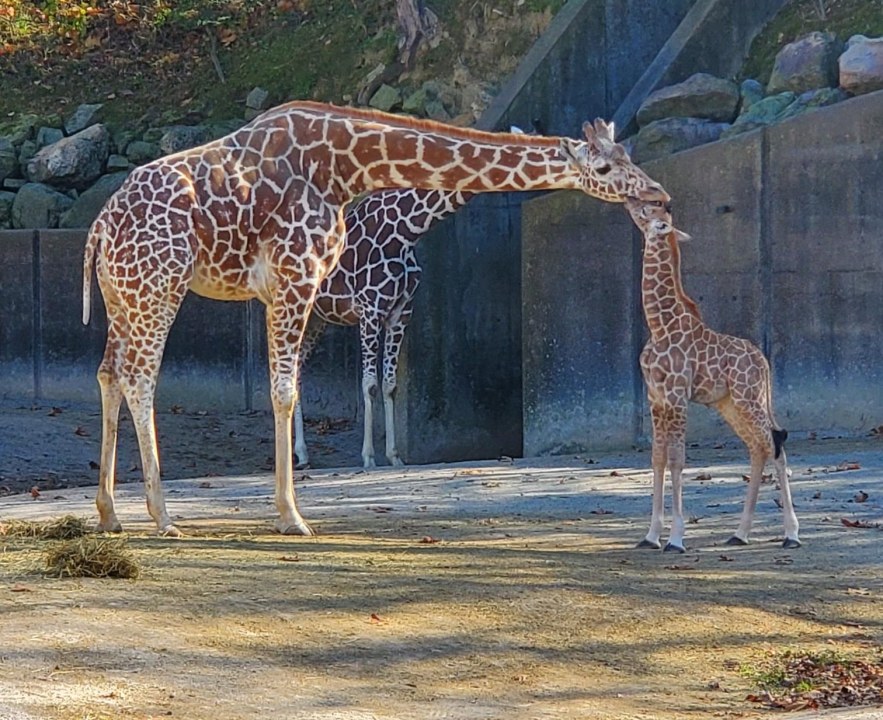  State commits $20M for Memphis Zoo expansion 