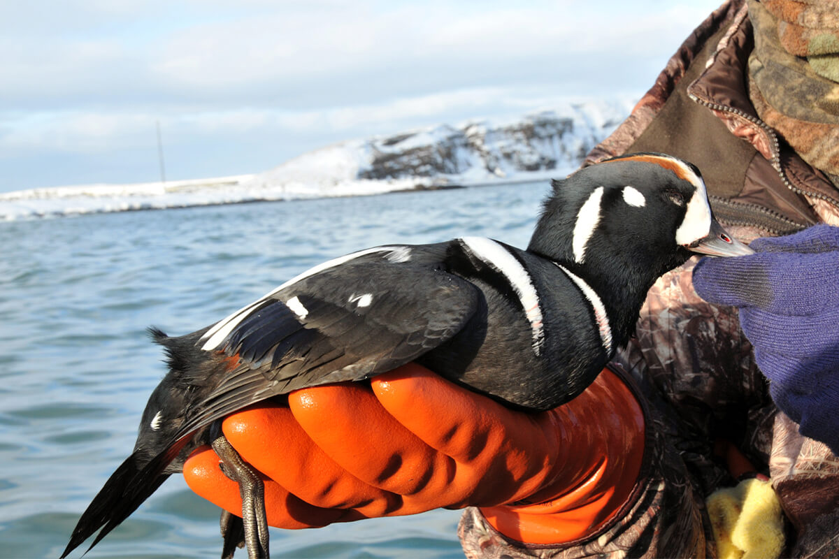  The Guide to Completing the North American Waterfowl Grand S 