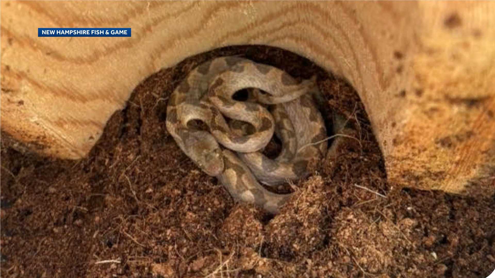  Venomous snake found in batch of bananas at New Hampshire grocery store 